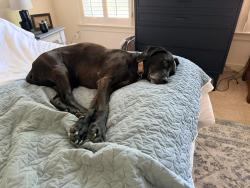 Reunited Female Dog last seen Atlee station rd, Mechanicsville, VA 23116