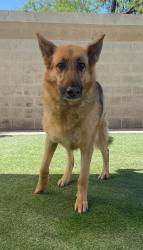 Reunited Female Dog last seen 82nd and Broadway , Reynolds Acres, AZ 85208