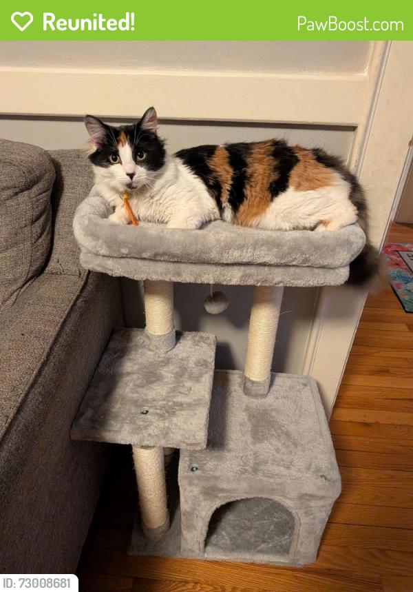Reunited Female Cat last seen Morton St and Dedham St, Canton, MA 02021