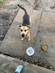 Found/Stray Male Dog last seen Stonerun st, Stone Creek, TX 77084