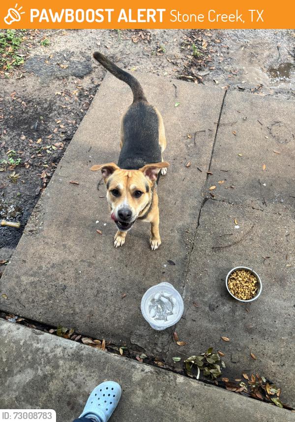 Found/Stray Male Dog last seen Stonerun st, Stone Creek, TX 77084