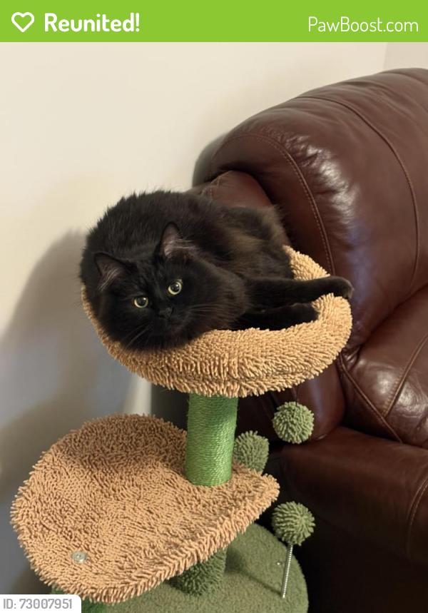Reunited Female Cat last seen apmts called the Fitzroy, right next to Home Depot and Wilson county gmc , Lebanon, TN 37087