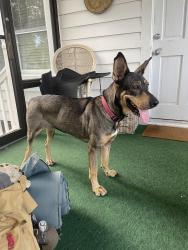 Found/Stray Female Dog last seen Near the old Catholic Church in Mount olive, Mount Olive, NC 28365