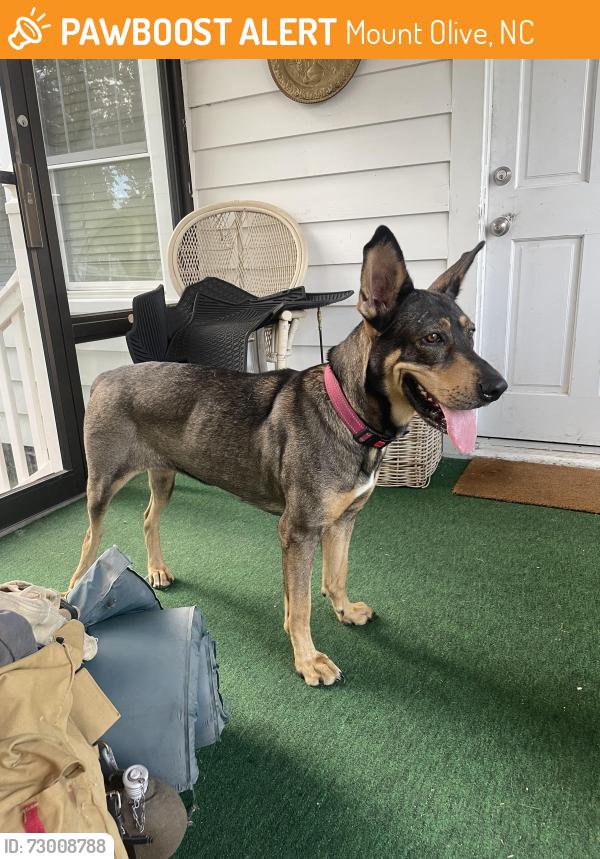 Found/Stray Female Dog last seen Near the old Catholic Church in Mount olive, Mount Olive, NC 28365
