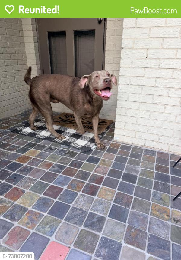Reunited Male Dog last seen City Center in Vestavia , Vestavia Hills, AL 35216