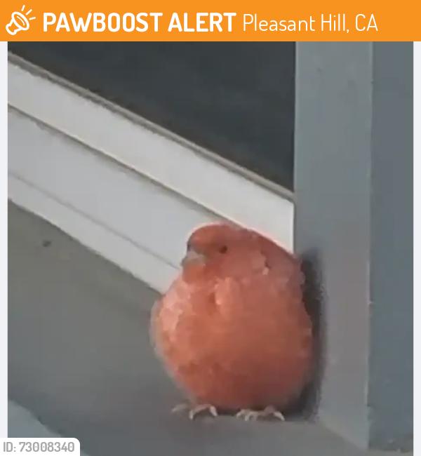 Found/Stray Unknown Bird last seen Not known, Pleasant Hill, CA 94523