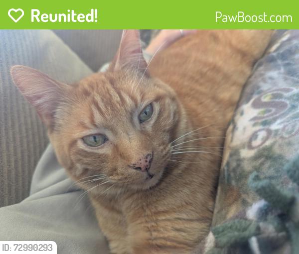 Reunited Male Cat last seen in subdivision behind Shooters, Salem Lakes, WI 53168