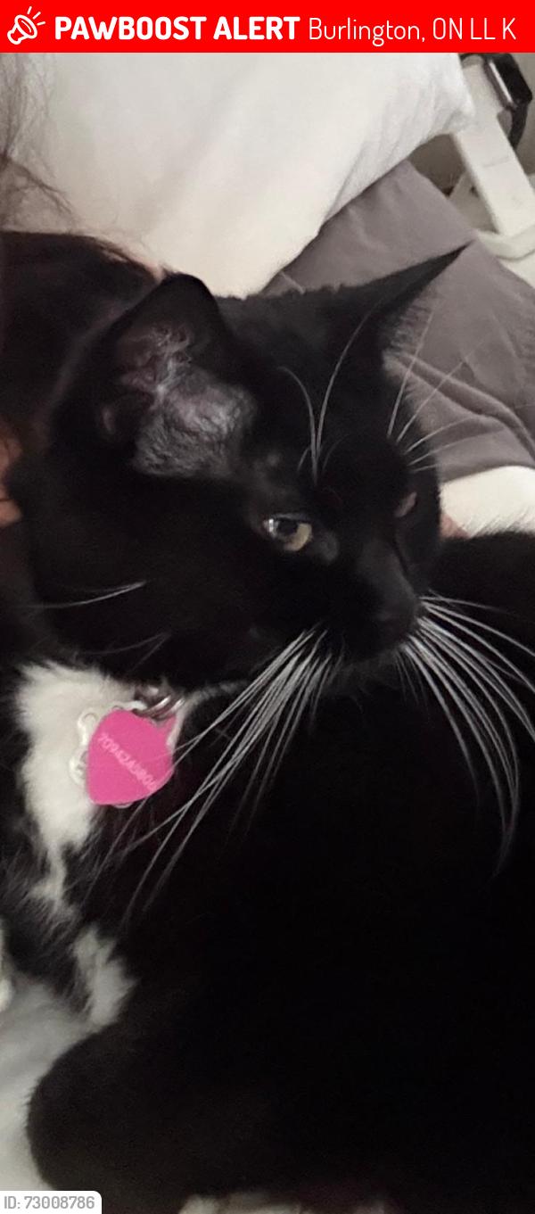 Lost Female Cat last seen Appleby & Upper Middle, Burlington, ON L7L 6K6