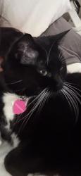 Lost Female Cat last seen Appleby & Upper Middle, Burlington, ON L7L 6K6