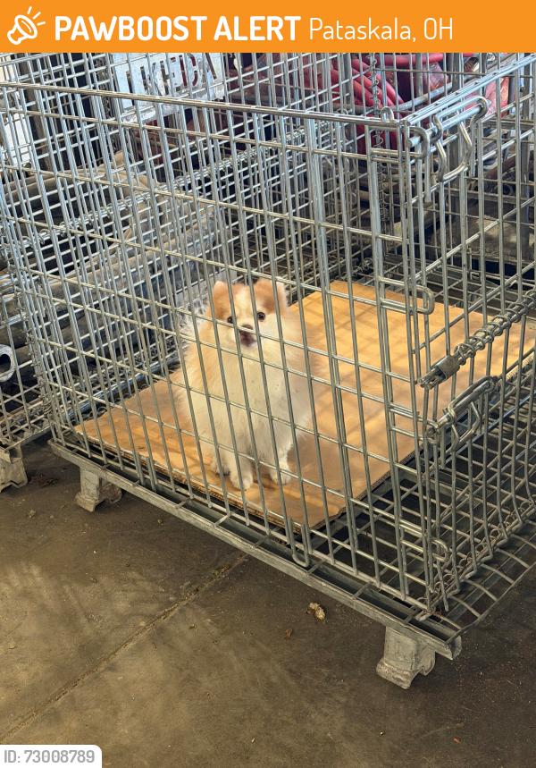 Found/Stray Unknown Dog last seen Allen Refractories, Pataskala, OH 43062