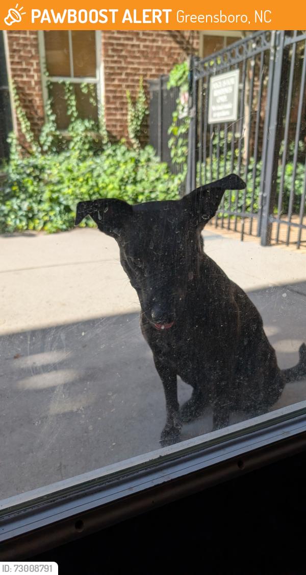 Found/Stray Female Dog last seen King and mcadoo, Greensboro, NC 27406