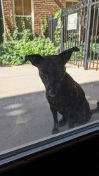 Found/Stray Female Dog last seen King and mcadoo, Greensboro, NC 27406