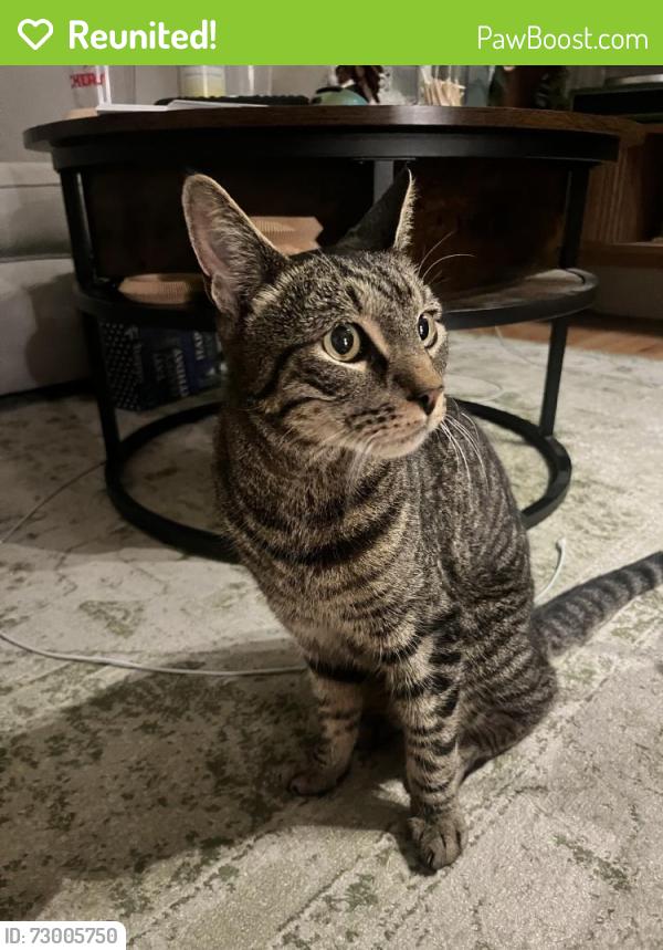 Reunited Unknown Cat last seen Near 10th Ave, Brooklyn, NY 11215, USA, Brooklyn, NY 11215