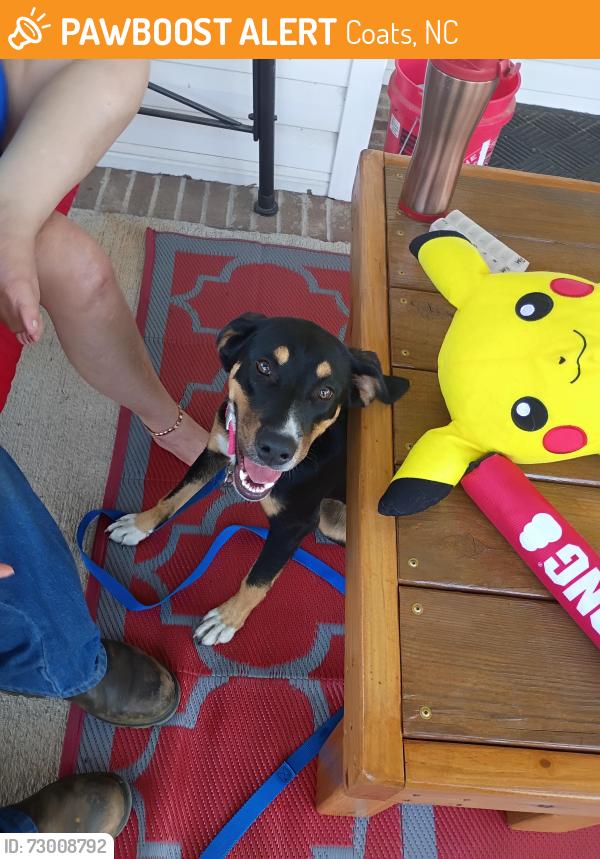 Found/Stray Female Dog last seen Coats nc, Coats, NC 27521