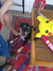 Found/Stray Female Dog last seen Coats nc, Coats, NC 27521