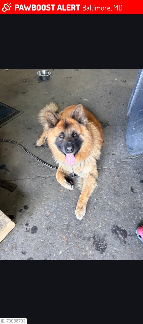 Lost Male Dog last seen Westport , Baltimore, MD 21225