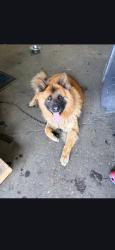 Lost Male Dog last seen Westport , Baltimore, MD 21225
