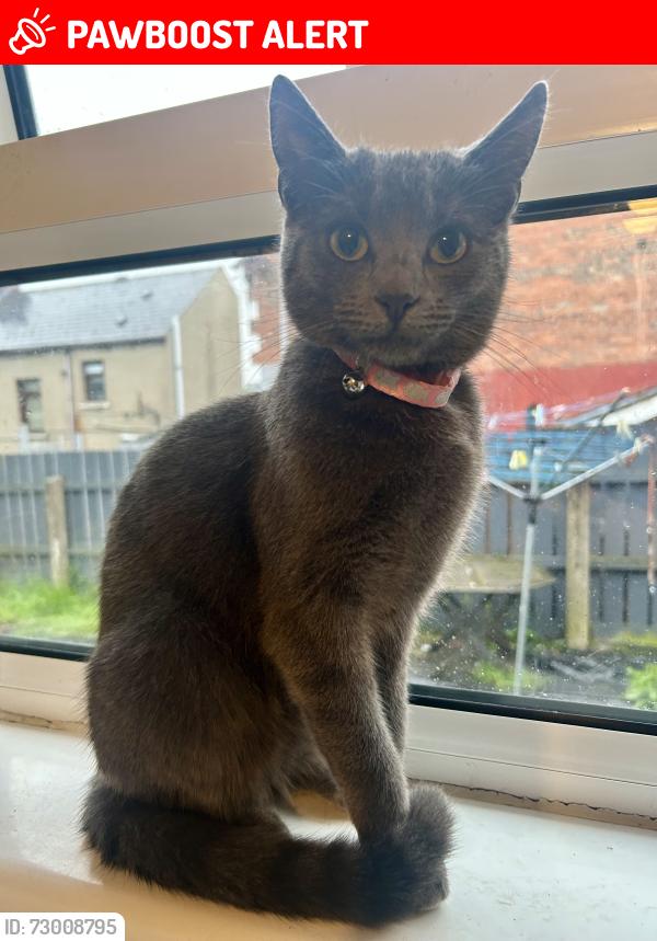 Lost Female Cat last seen Broadway Road, Belfast, Northern Ireland BT12