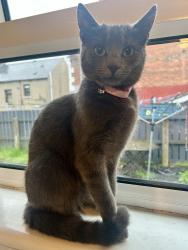 Lost Female Cat last seen Broadway Road, Belfast, Northern Ireland BT12