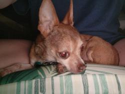 Lost Female Dog last seen Water Street, Hanover Township, PA 18706