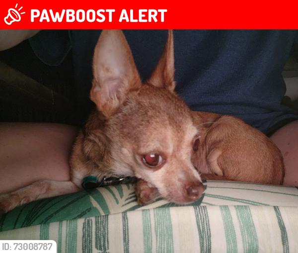 Lost Female Dog last seen Water Street, Hanover Township, PA 18706