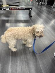 Found/Stray Male Dog last seen Alsmo Ranch Parkway, San Antonio, TX 78253