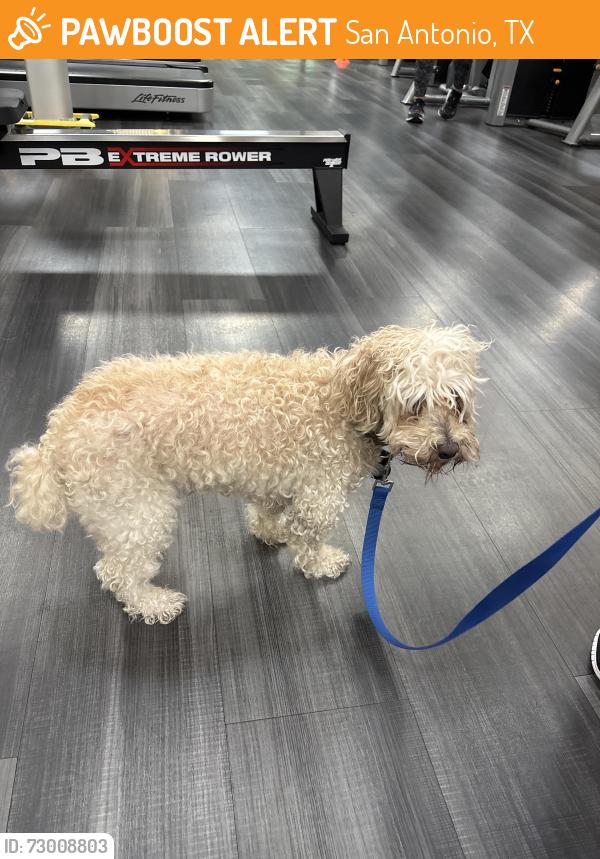 Found/Stray Male Dog last seen Alsmo Ranch Parkway, San Antonio, TX 78253