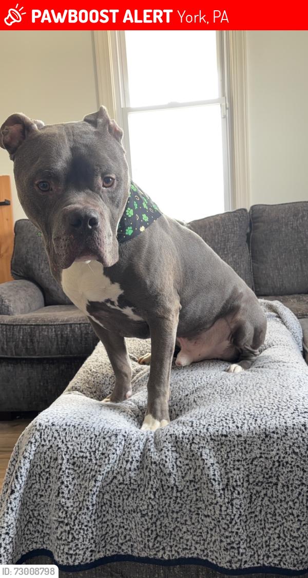 Lost Male Dog last seen Central Highschool, York, PA 17403
