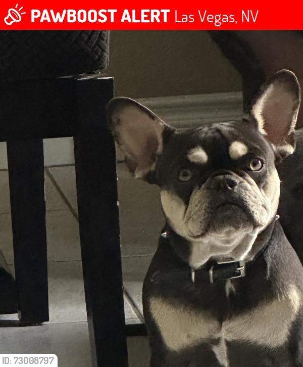 Lost Female Dog last seen Desert Inn, Hollywood, Las Vegas, NV 89122