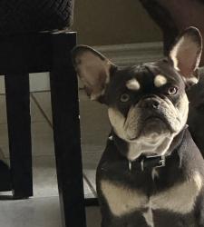 Lost Female Dog last seen Desert Inn, Hollywood, Las Vegas, NV 89122