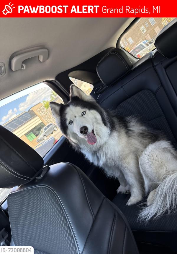 Lost Female Dog last seen Bates St, Grand Rapids, MI 49506