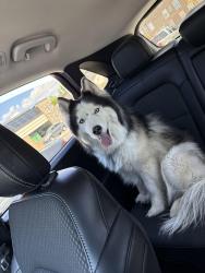 Lost Female Dog last seen Bates St, Grand Rapids, MI 49506
