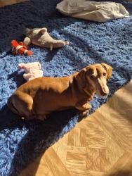 Reunited Male Dog last seen Spring Creek Highway and Roddenberry Sink Road, Crawfordville, FL 32327
