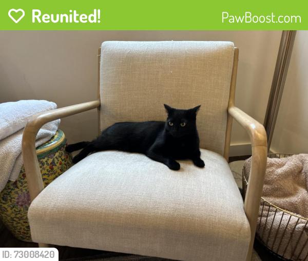 Reunited Female Cat last seen 157th and NE 1st St, Bellevue, WA 98008