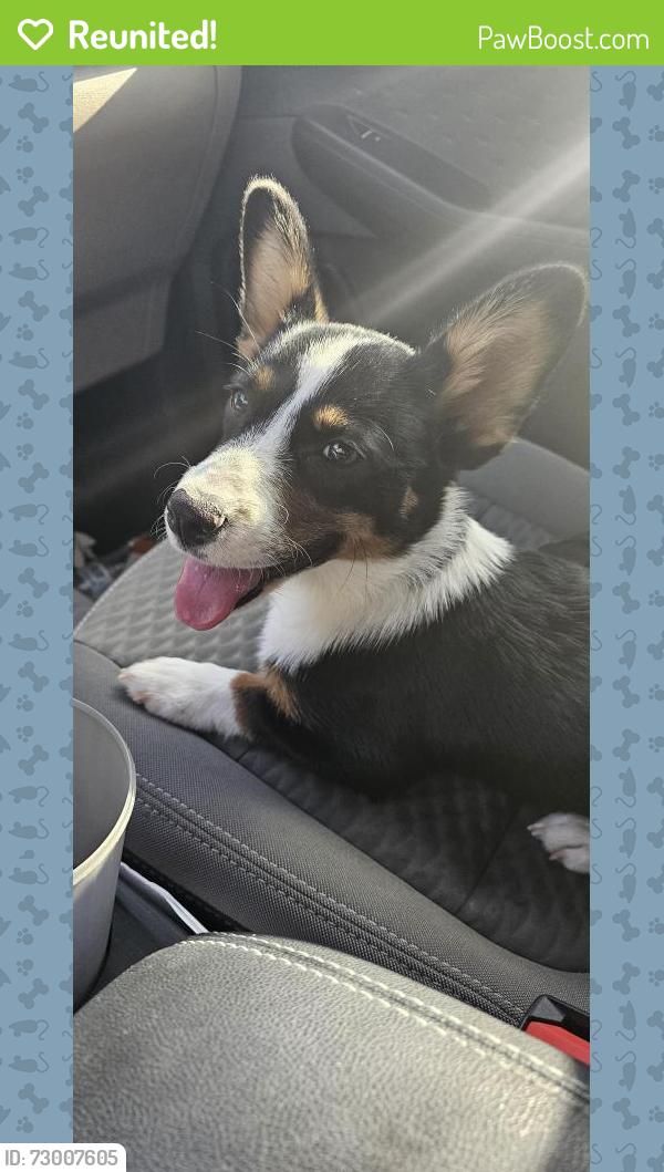 Reunited Female Dog last seen Dunn St. Teton St., Grapevine, TX 76051