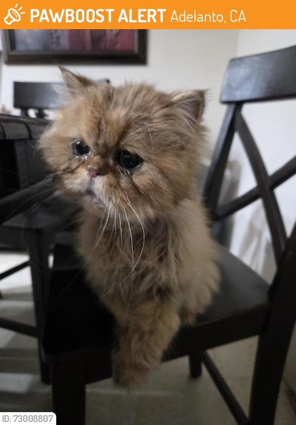 Found/Stray Unknown Cat last seen Moss creek ct, Adelanto, CA 92301
