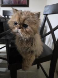Found/Stray Unknown Cat last seen Moss creek ct, Adelanto, CA 92301