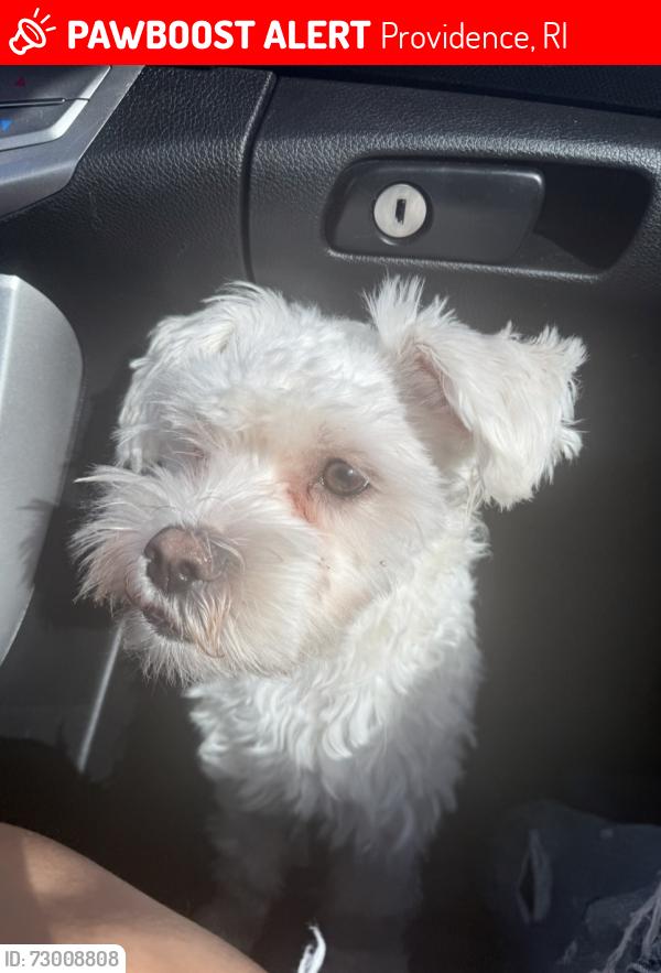Lost Male Dog last seen Vandewater , Providence, RI 02904