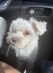 Lost Male Dog last seen Vandewater , Providence, RI 02904