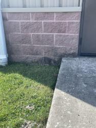 Found/Stray Unknown Cat last seen Near Forge Rd, Carlisle PA, South Middleton Township, PA 17007