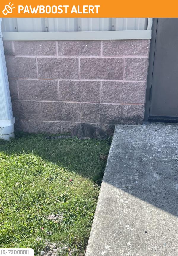 Found/Stray Unknown Cat last seen Near Forge Rd, Carlisle PA, South Middleton Township, PA 17007