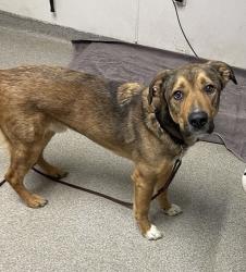 Shelter Stray Male Dog last seen Grand Avenue, San Marcos, CA, 92078, 5500 Gaines St, San Diego, CA 92110, USA