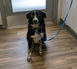 Shelter Stray Female Dog last seen Near Morena Boulevard, San Diego, CA, 92117, 5500 Gaines St, San Diego, CA 92110, USA