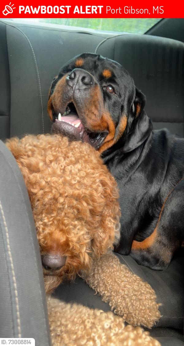 Lost Male Dog last seen Church st, Port Gibson, MS 39150
