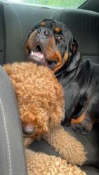 Lost Male Dog last seen Church st, Port Gibson, MS 39150