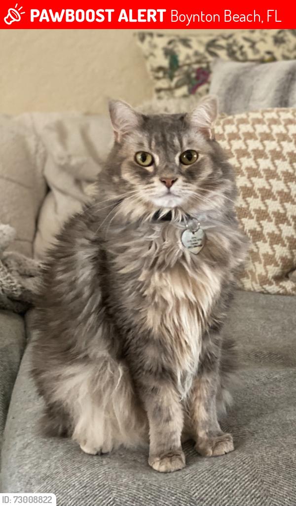 Lost Male Cat last seen Near Sunset Road, Boynton Beach, FL 33435