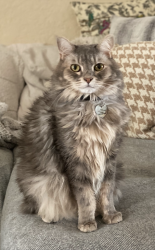 Lost Male Cat last seen Near Sunset Road, Boynton Beach, FL 33435