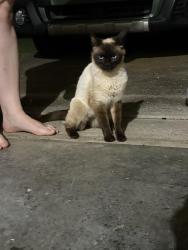 Found/Stray Unknown Cat last seen Kissimmee Lane and Oakchochobee, Charlotte, NC 28227