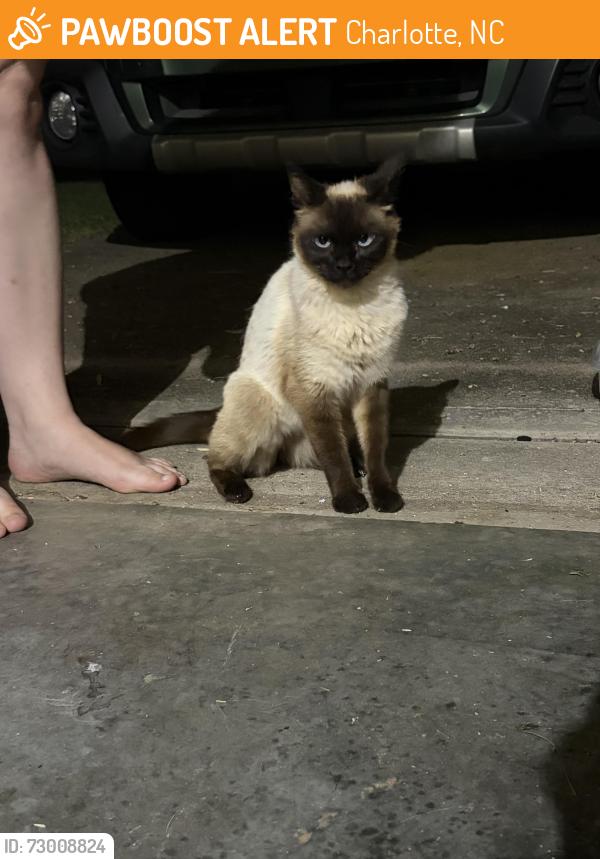 Found/Stray Unknown Cat last seen Kissimmee Lane and Oakchochobee, Charlotte, NC 28227