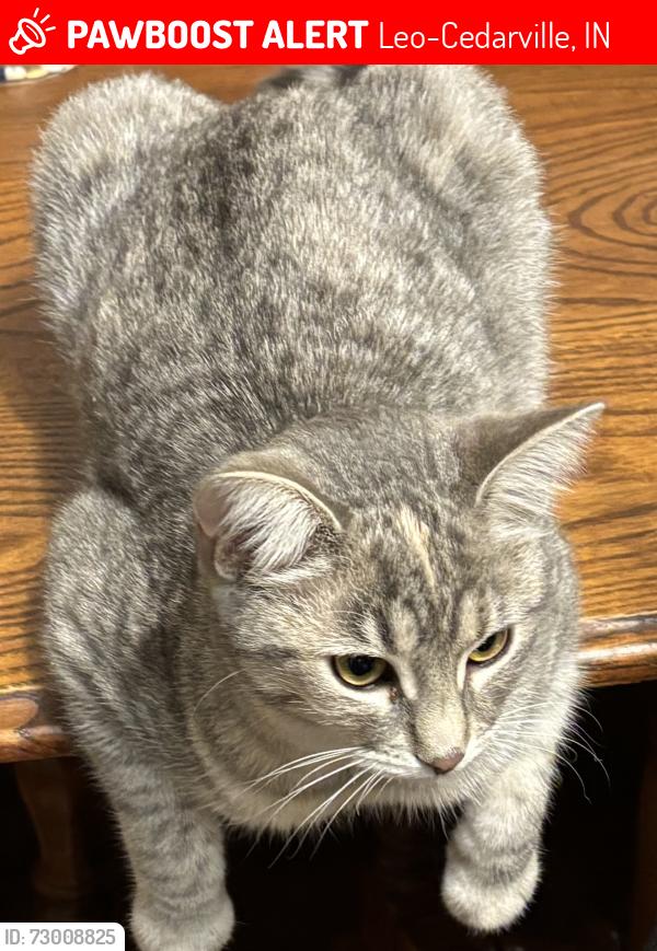 Lost Female Cat last seen Walnut street and State Road 1 in Leo, Leo-Cedarville, IN 46765